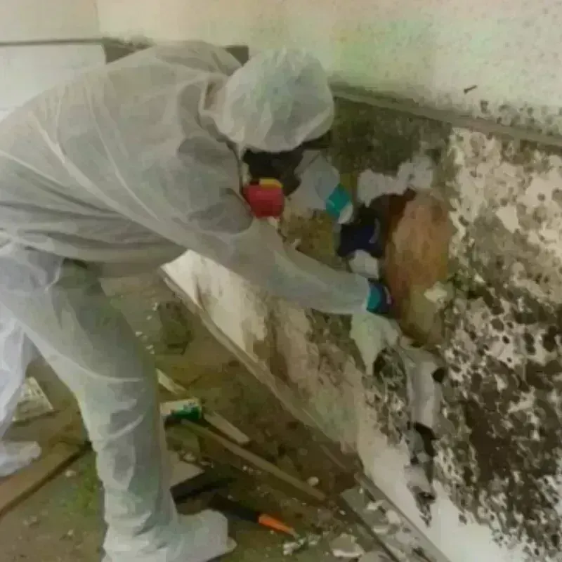 Mold Remediation and Removal in Pender, NE